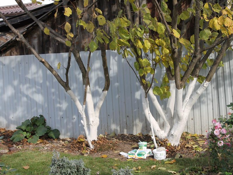 Готовим сад к зиме - AGROzen