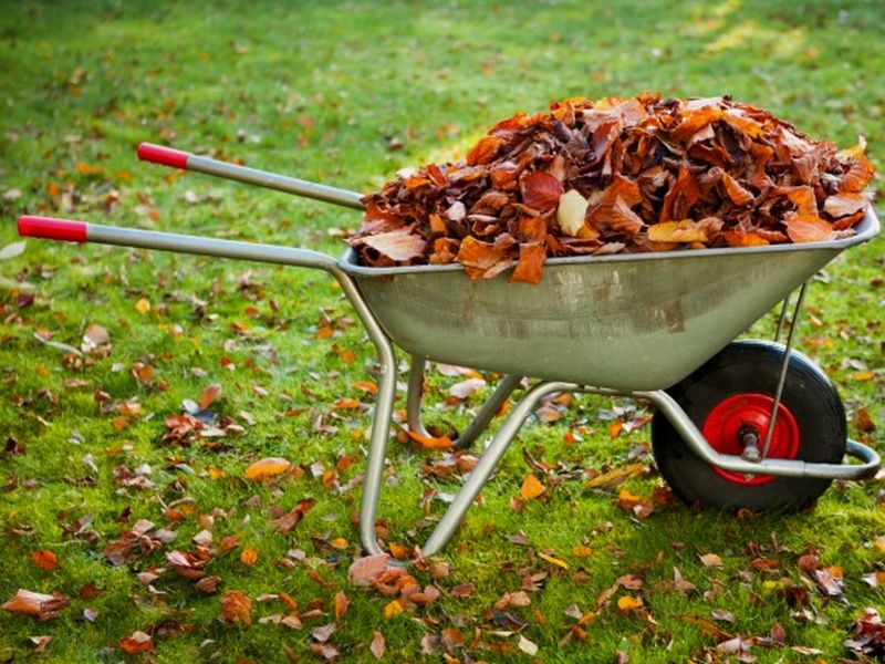 Готовим сад к зиме