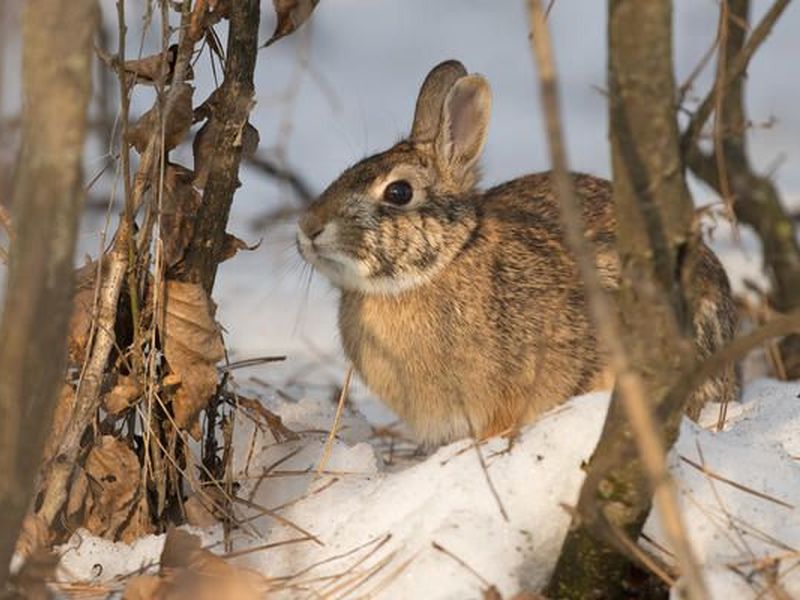 Суперзащита от зайцев