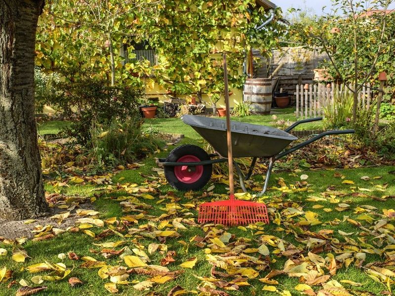 Теплая осень - не повод для радости. Опасности теплой осени для растений.