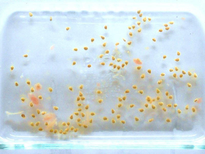 Пора просыпаться. Как разбудить семена - AGROzen