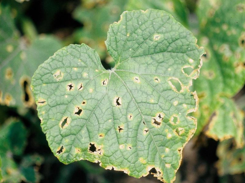 Трипсы. Что делать, если на рассаде появились трипсы? - AGROzen