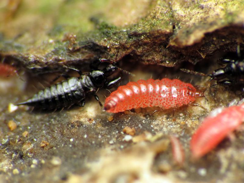 Опасности хранения репчатого лука. Как защитить урожай лука от трипсов? Трипсы - AGROzen