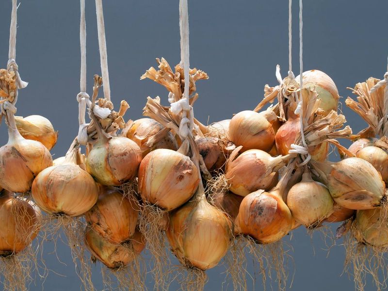 Семь способов хранения лука и чеснока от AGROzen. Как хранить лук?