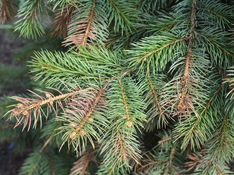 Защита хвойных растений осенью