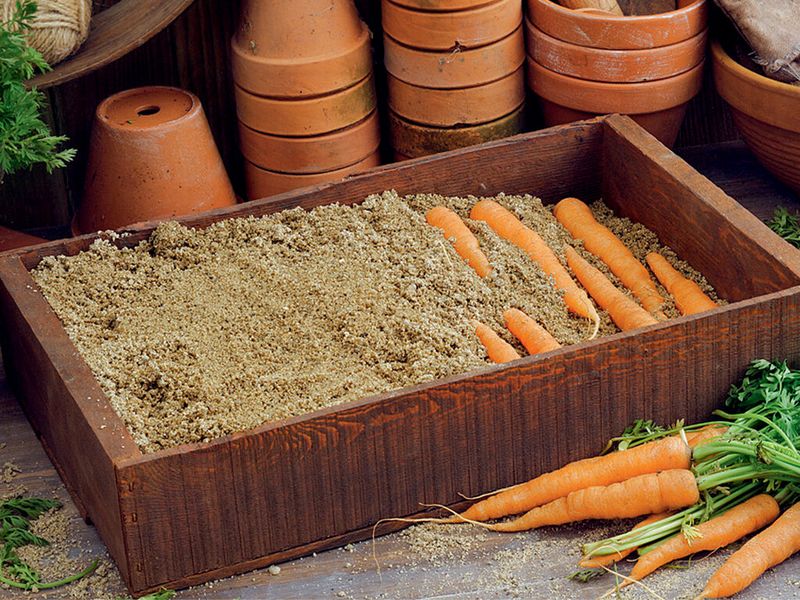 5 способов хранения моркови. Хранение моркови зимой. Как хранить морковь? - AGROzen