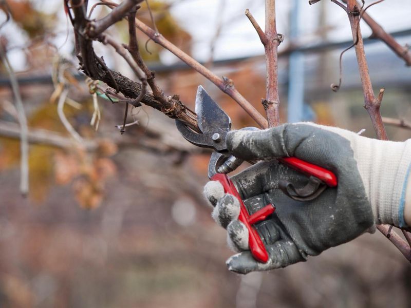 Обрезка неукрывных сортов винограда. Как не навредить?