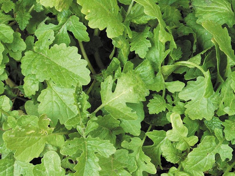 О сидератах: просто и понятно