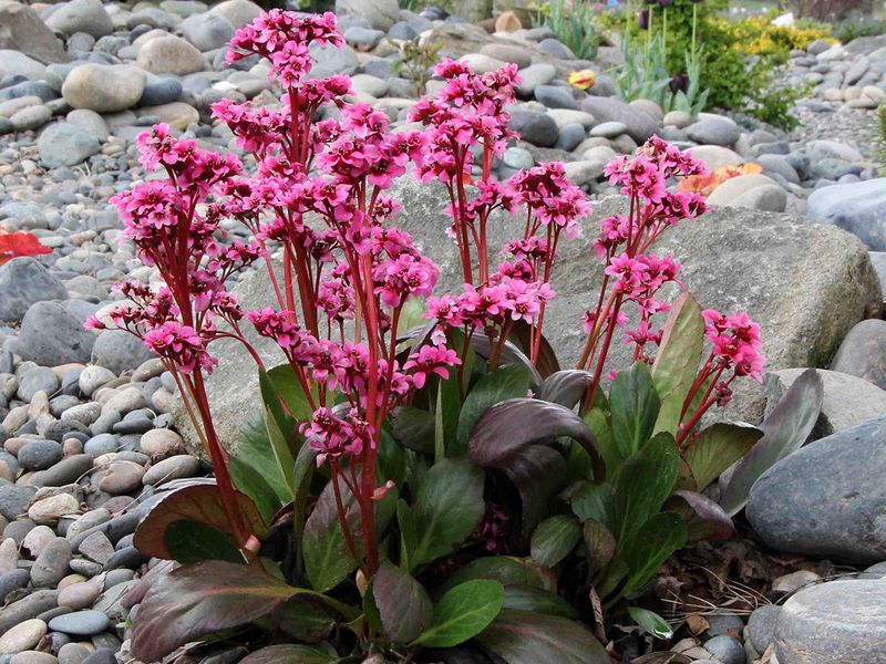 Бадан - чай со своей грядки 