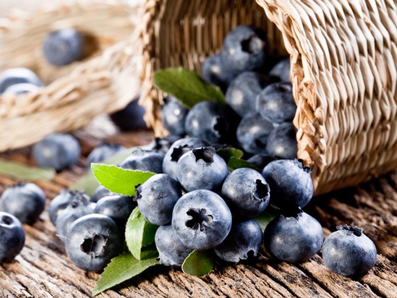 Доктор Голубика 