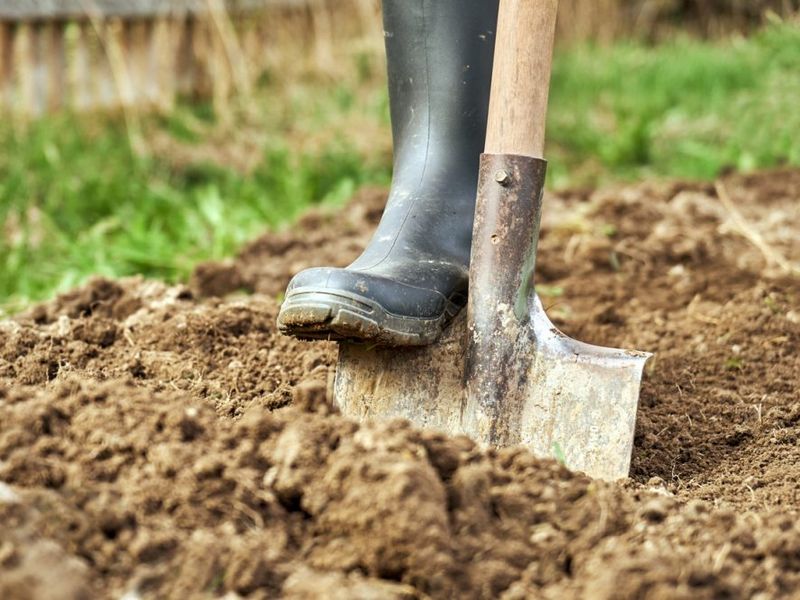 Копать или не копать огород осенью?