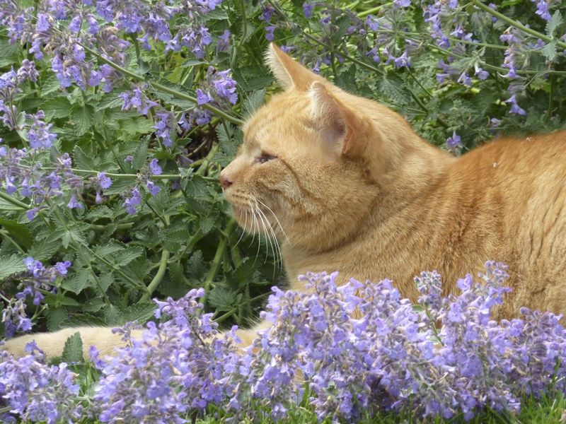 Котовник - не только кошки оценят