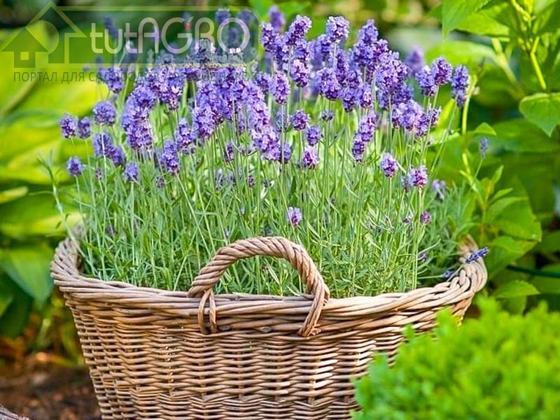 Лаванды нежный аромат