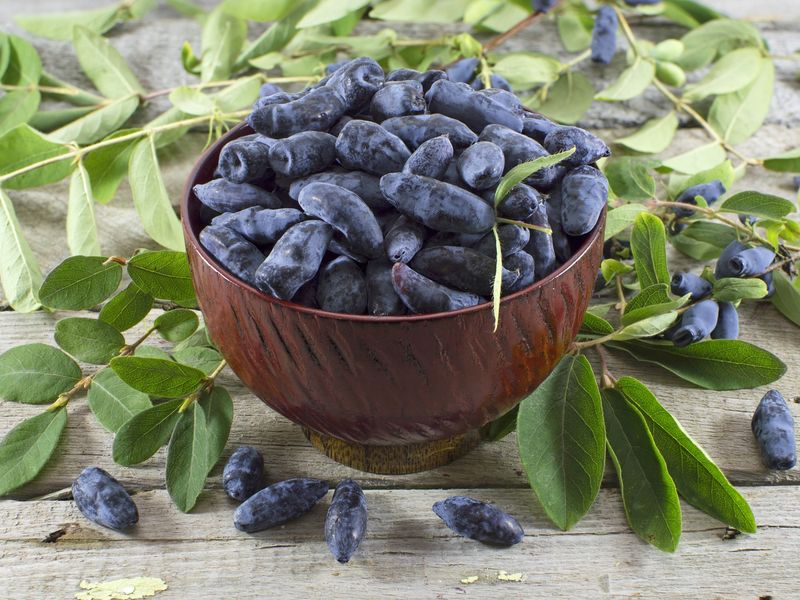 Молодильные ягоды