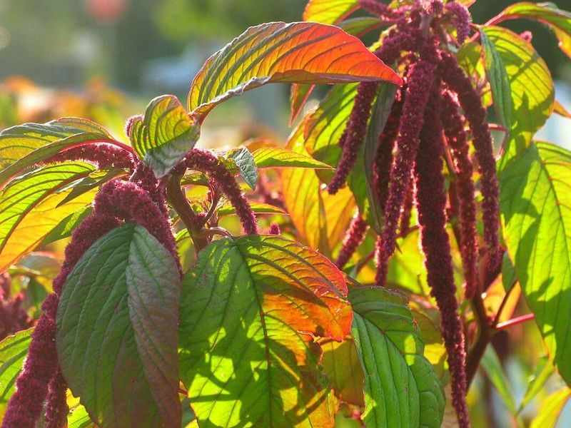 «Невянущий цветок» для долголетия 