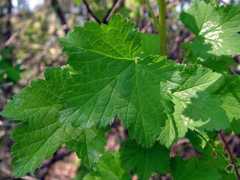 Смородина – это не только варенье