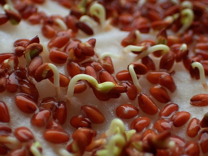 Барботирование семян