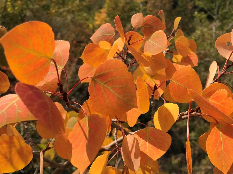 Три волшебных дерева