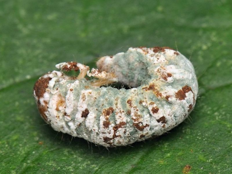 Враг моего врага