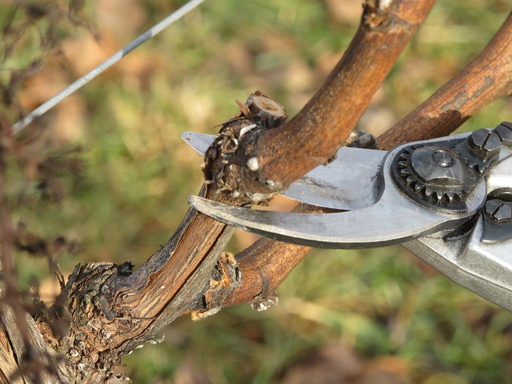 Нюансы осенней обрезки винограда