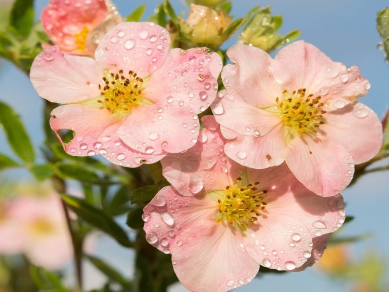 Лапчатка - скромная красавица