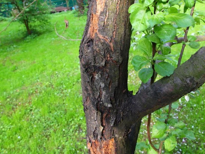 Одни из самых опасных заболеваний плодовых деревьев являются раковые болезни. Европейский рак, черный рак, бактериальный ожог и бактериальный рак - все эти болезни способны погубить деревья в саду. В этом видео я расскажу вам как защитить деревья от болезней, инфекций, усыхания и рака.  Избавьте сад от рака и других болезней! Сделайте так сейчас и в любое время!