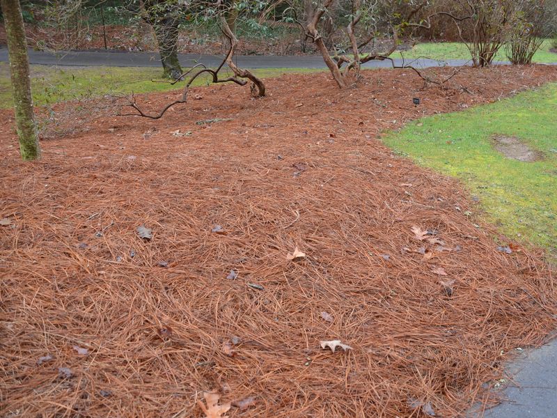 Хвойный опад - как применять в саду и огороде?