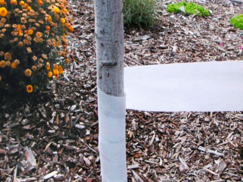 Как защитить сад от грызунов