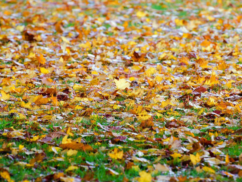 Листовой опад - осеннее покрывало