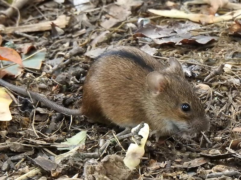 Мышеловка-автомат