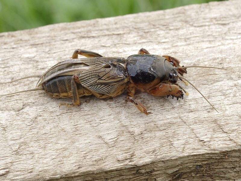 Уничтожить медведку нелегко, но можно