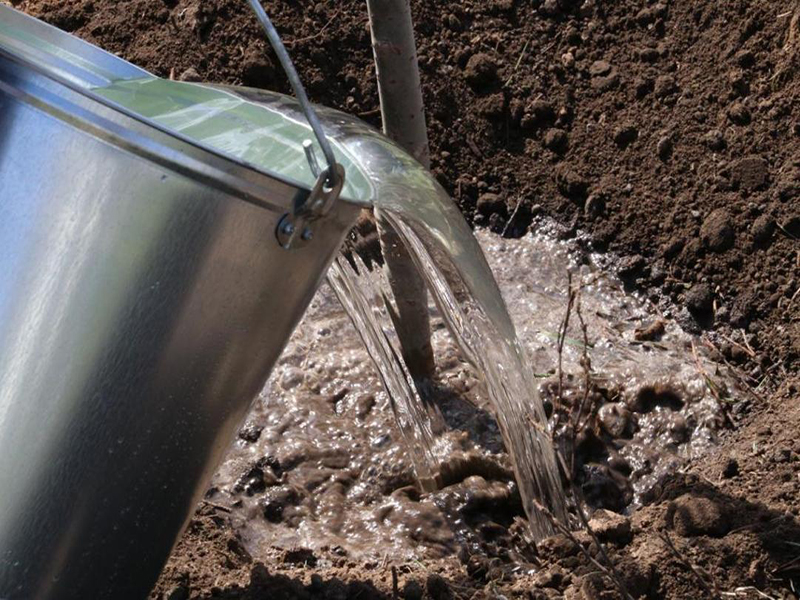 Осень - время посадок