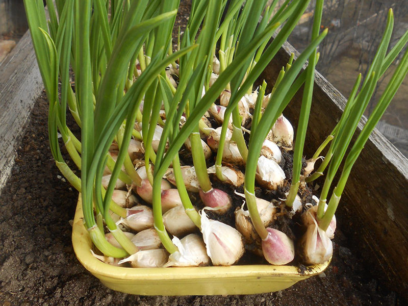 Чеснок на подоконнике