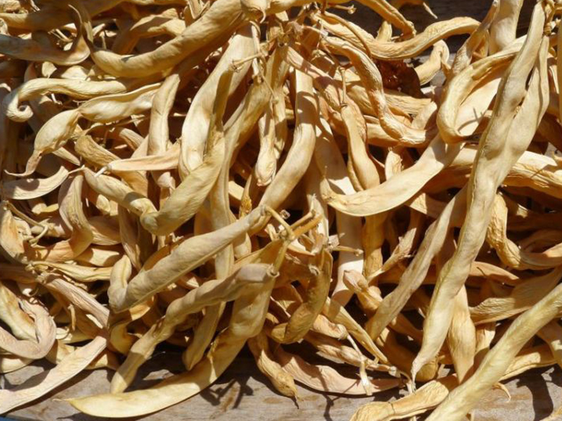 Враг фасоли № 1