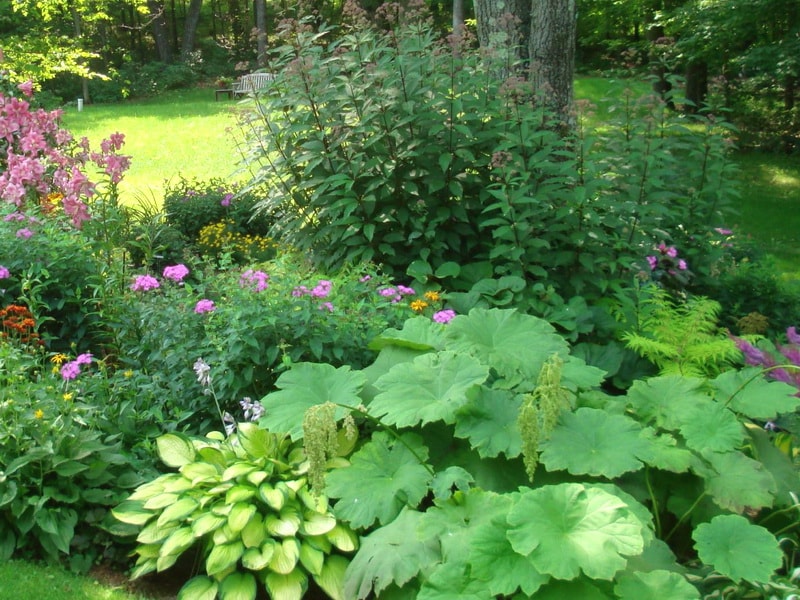 Астильбоидес - дело в листве