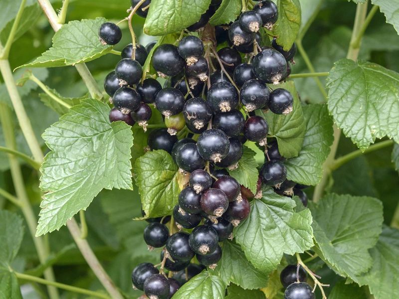 Почему мельчает смородина?