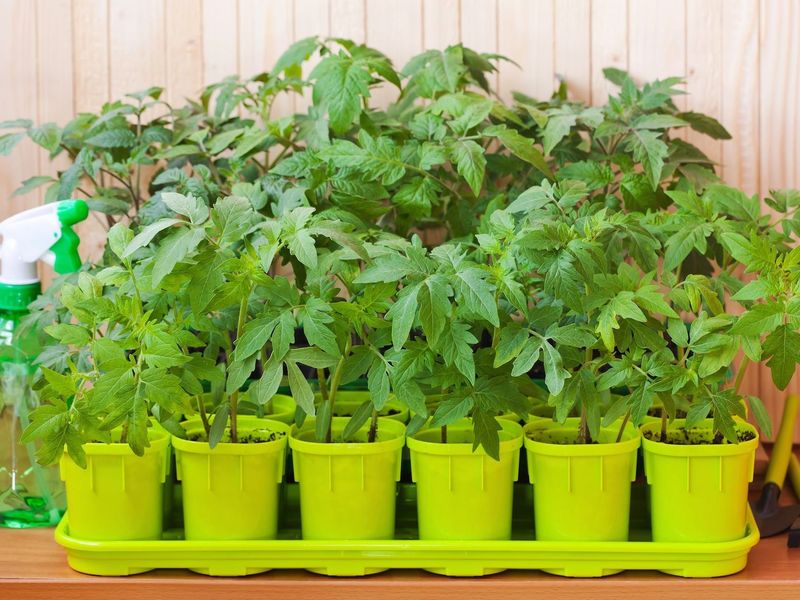 Выращивание рассады томата