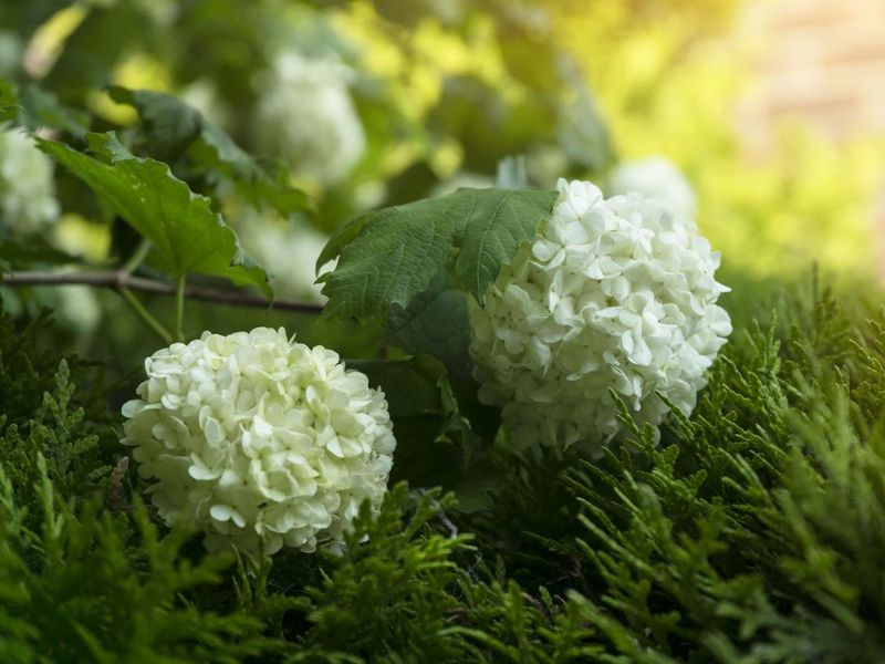 Снежный куст