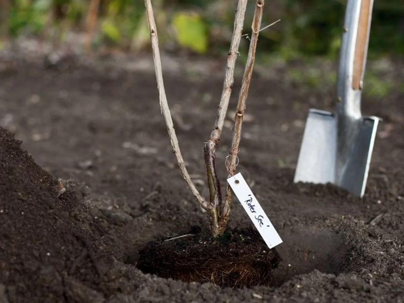 Осенняя посадка смородины