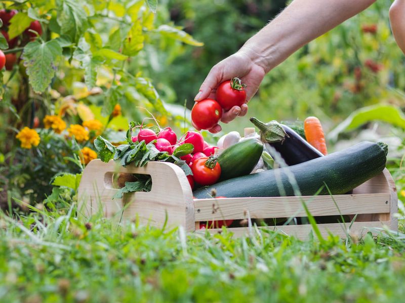 Причина низкого урожая и болезней растений