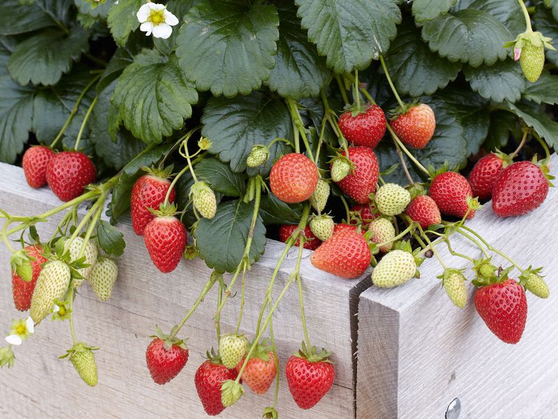 Комфорт для сада и садовода