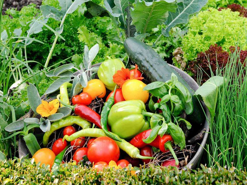 Севооборот - огородный круговорот 