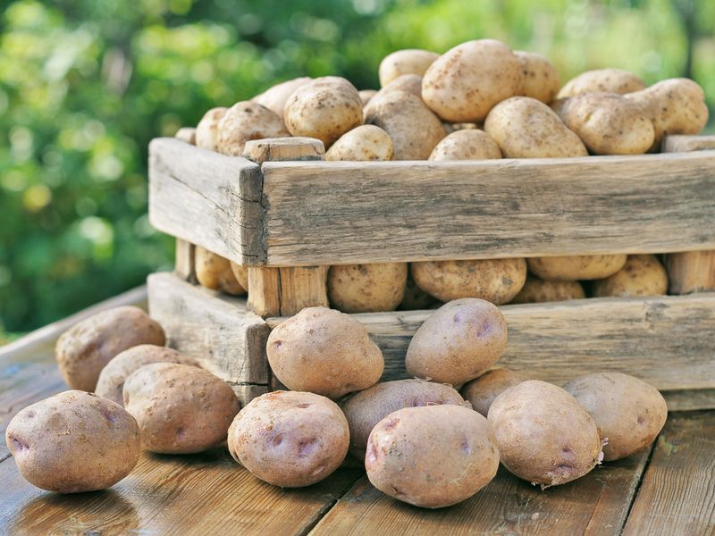 Правильное хранение клубней – залог хорошего урожая