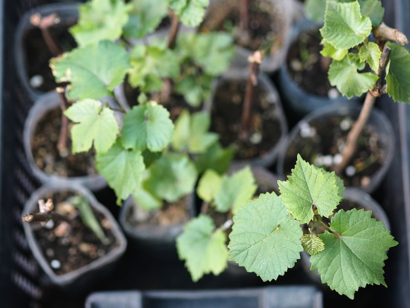 Размножение винограда черенками