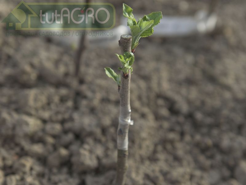 Прививки на молодых деревьях