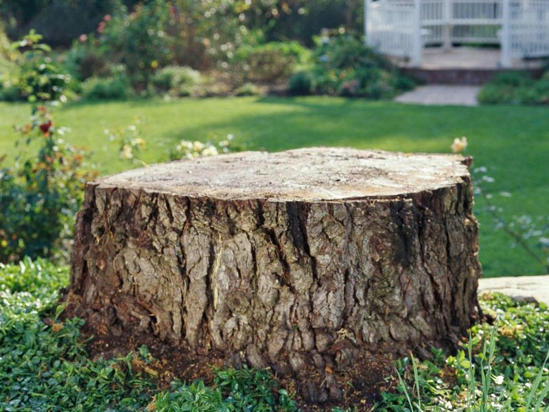 Срубить или перепривить?