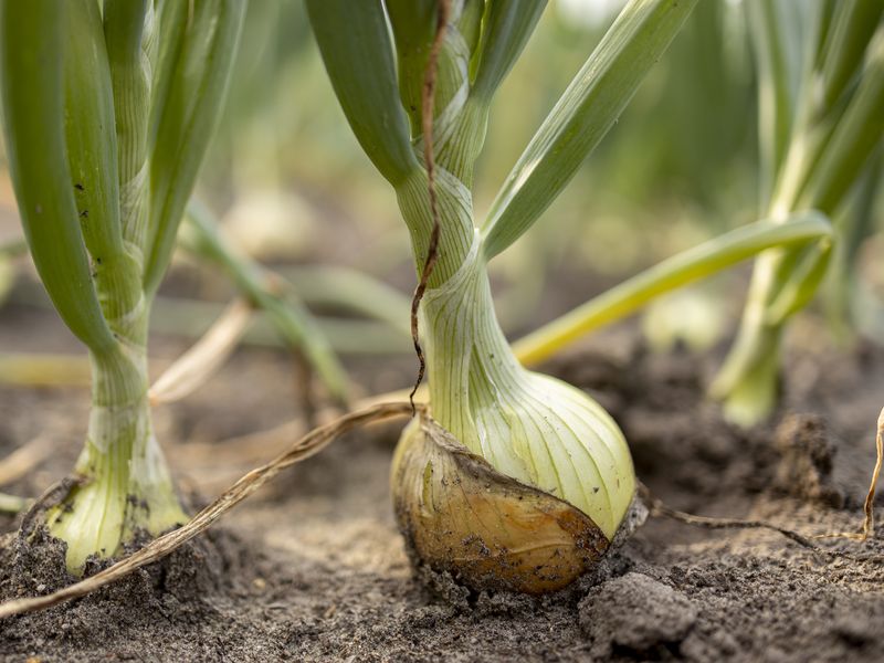 Луковый корневой клещ 