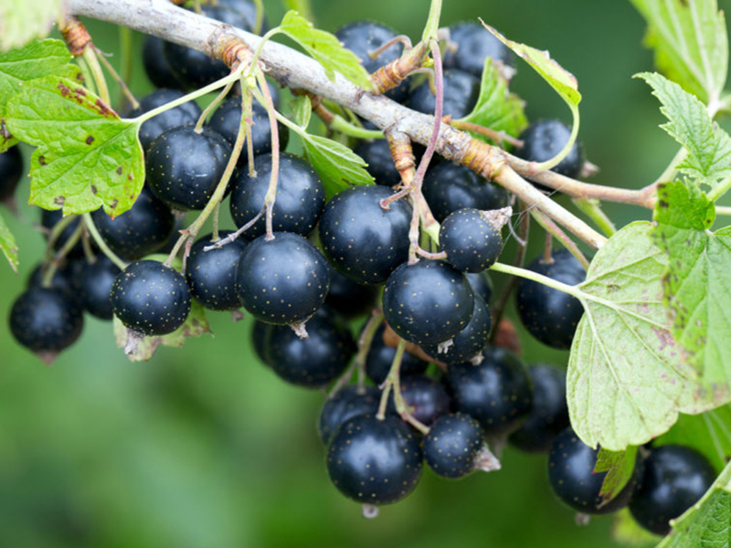 Вредители смородины