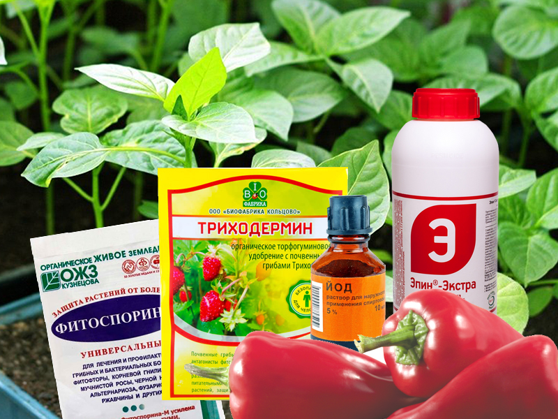 Можно ли смешивать разные средства защиты: Эпин, Фитоспорин, Триходермин, йод?