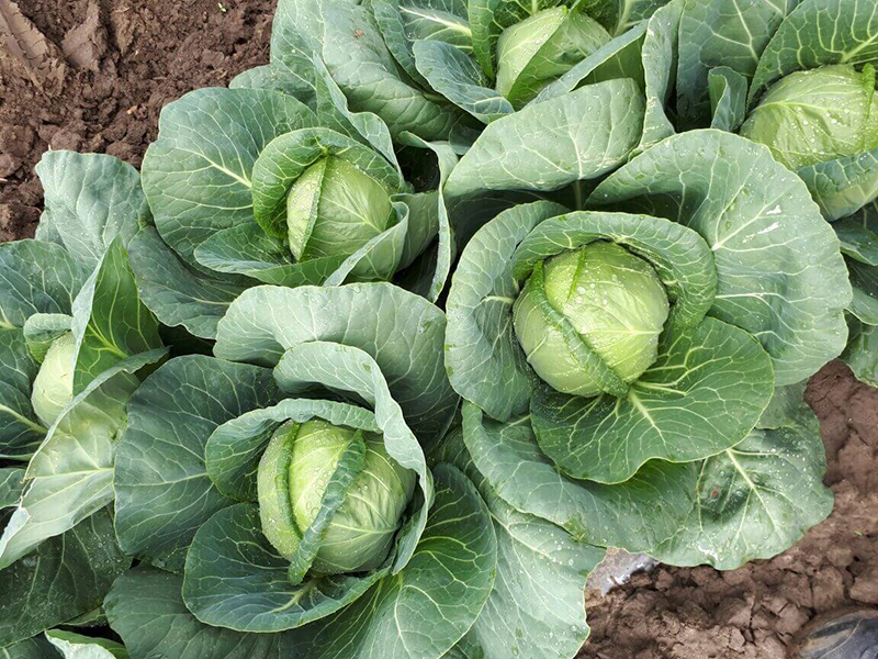 Барыню-капусту убираем в срок